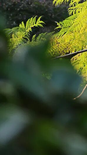 強(qiáng)輝新品木紋系列 | 用自然“森”呼吸，演繹生活的原生態(tài)之美(圖2)