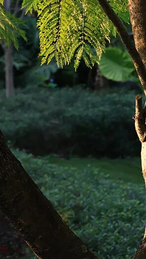 強(qiáng)輝新品木紋系列 | 用自然“森”呼吸，演繹生活的原生態(tài)之美(圖3)